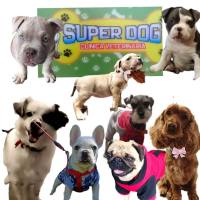 Clinica Veterinaria SUPER DOG